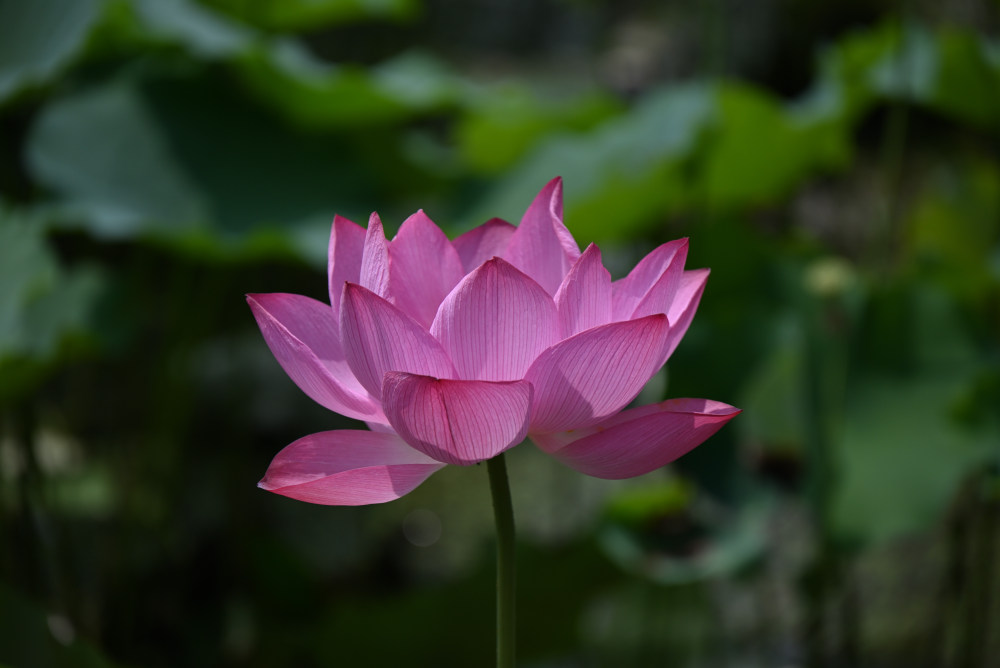 蓮 lotus