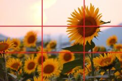 ひまわり　三分割構図