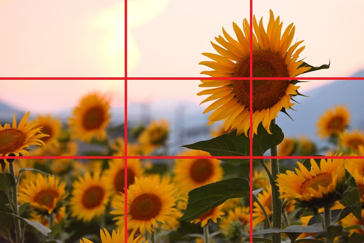 ひまわり　三分割構図