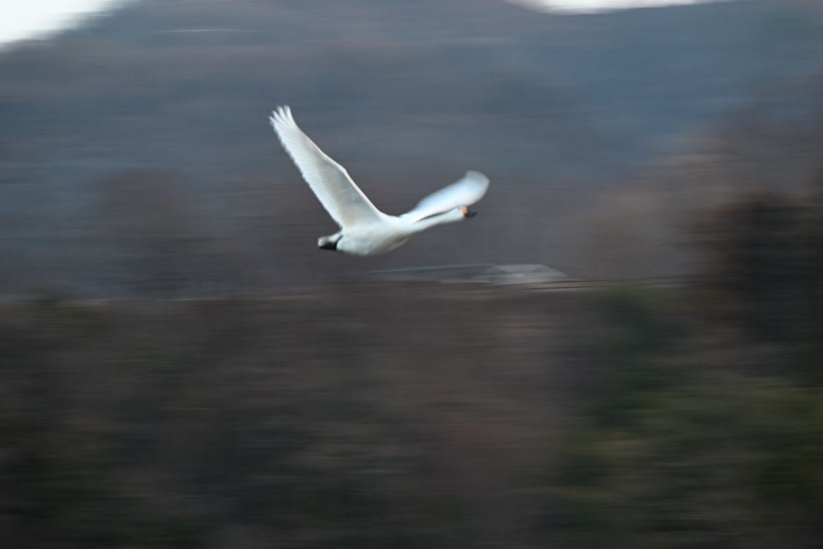 ブレた白鳥