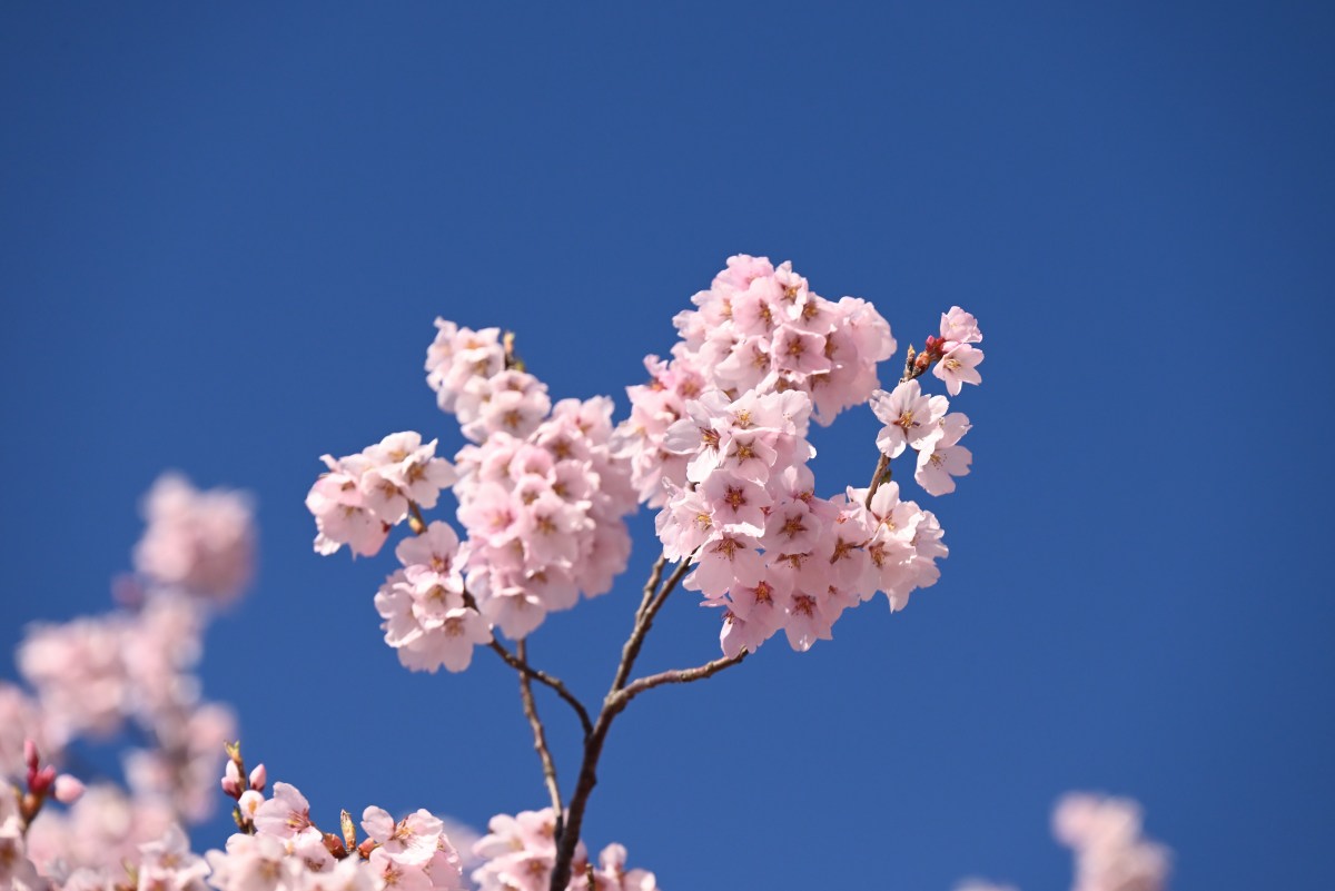 桜