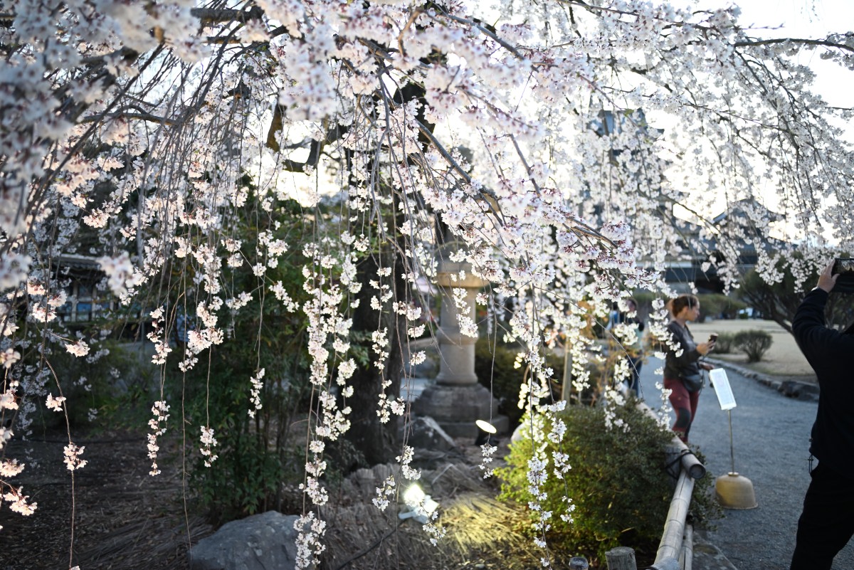 桜 逆光
