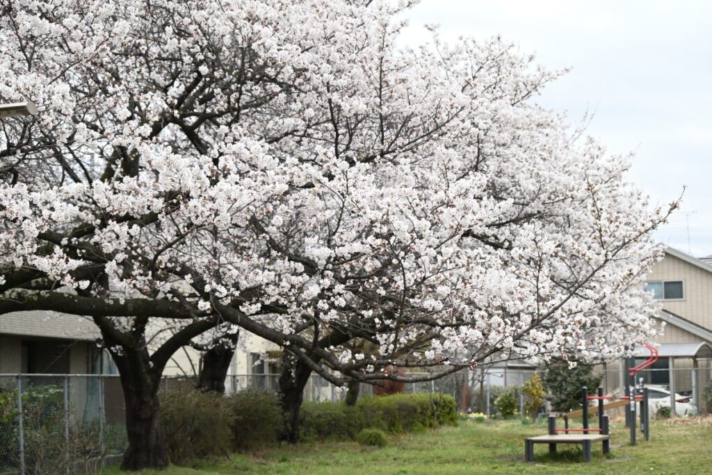公園の桜