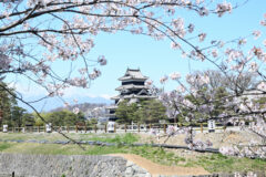 松本城と桜